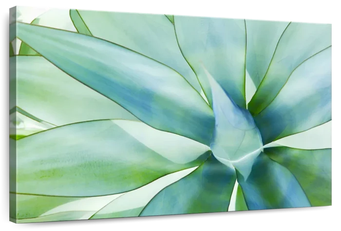 Agave Leaves Wall Art