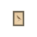 Bird Framed Antique Art