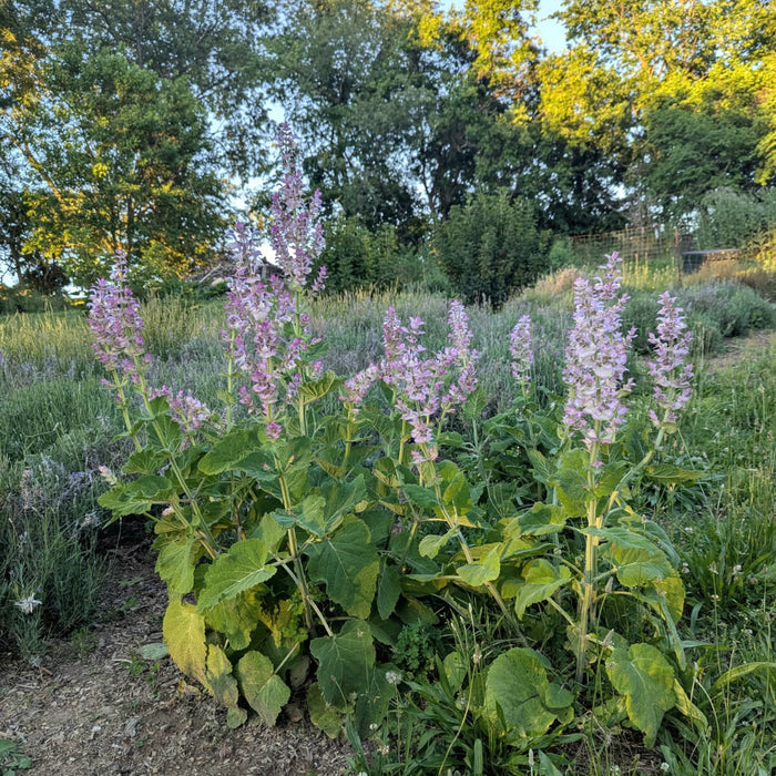 Clary Sage Mist