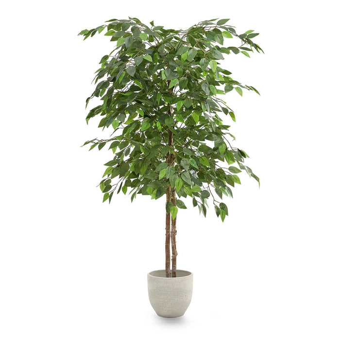 Ficus Tree