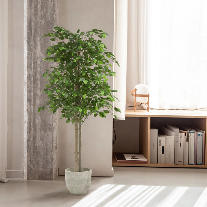 Ficus Tree