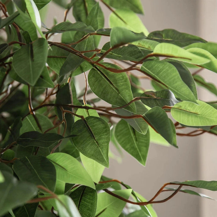 Ficus Tree