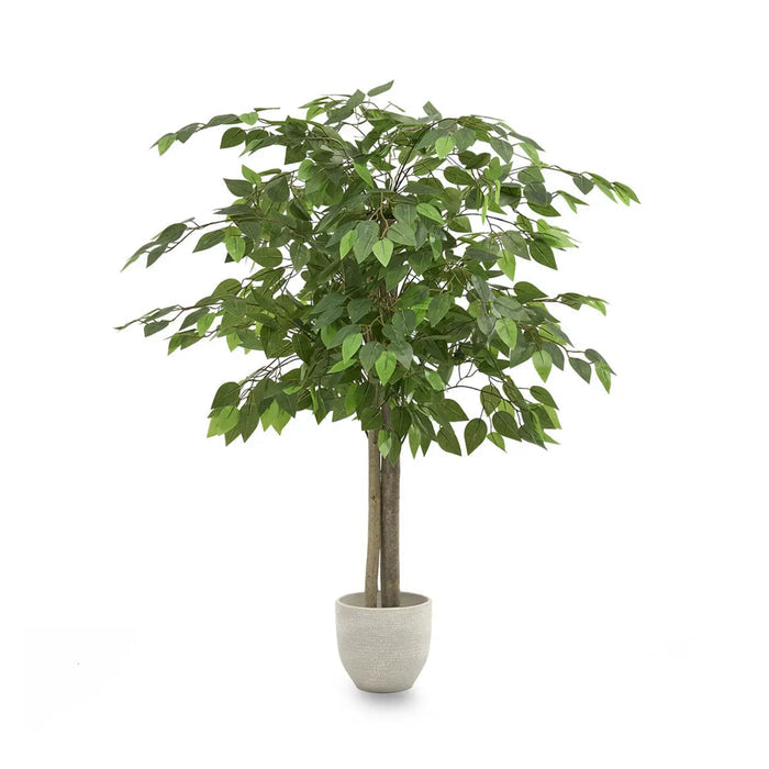 Ficus Tree