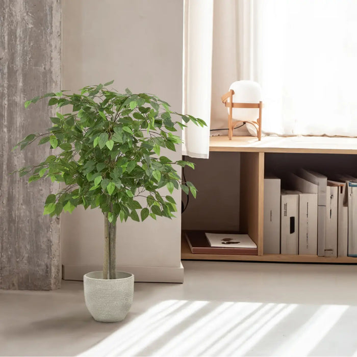 Ficus Tree