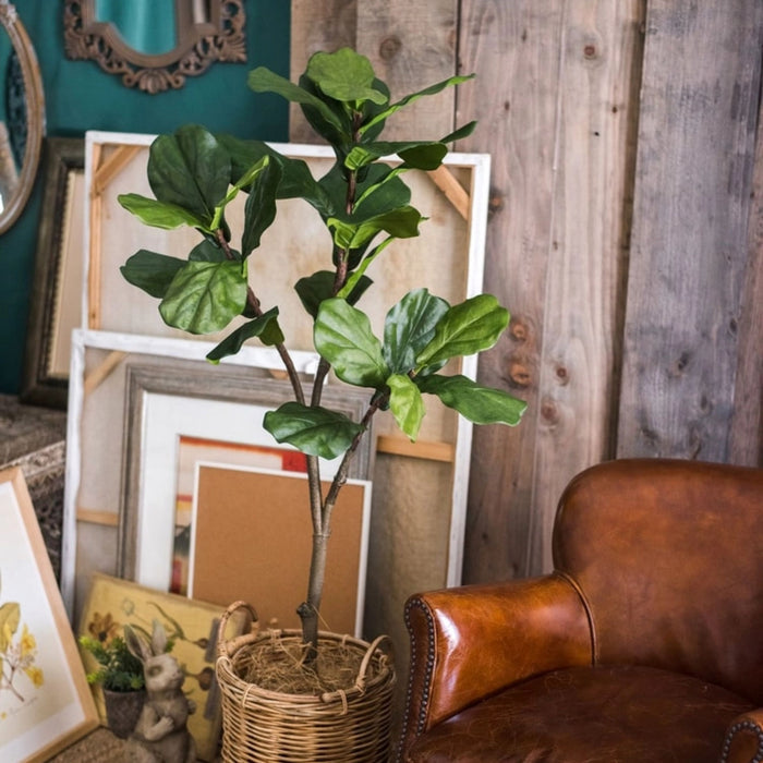 Fiddle Leaf Tree