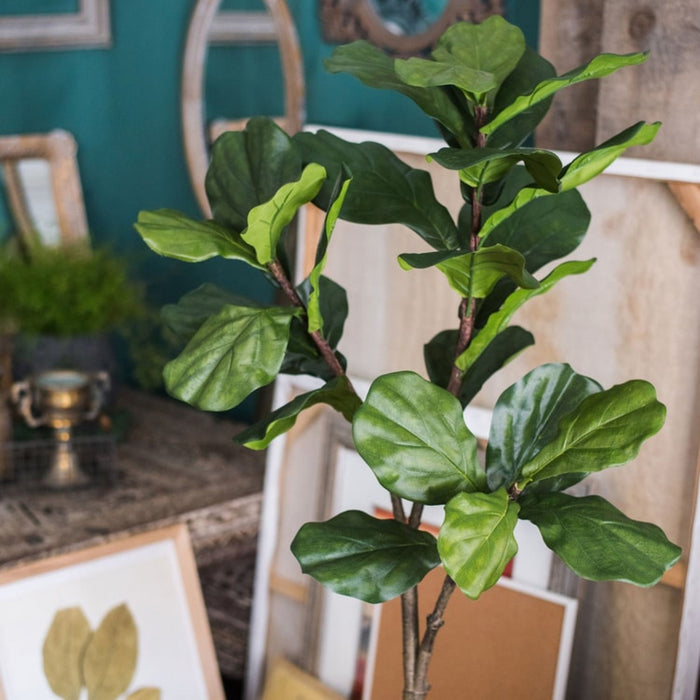 Fiddle Leaf Tree