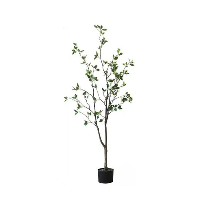 Green Leaf Tree