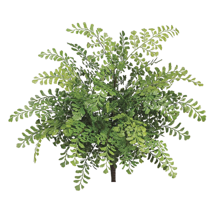 Maidenhair Fern Bush - 19"