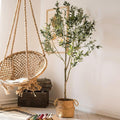 Olive Tree