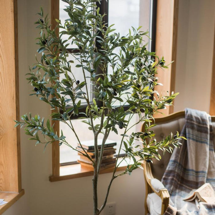 Olive Tree