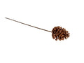 Pine Cone Pick