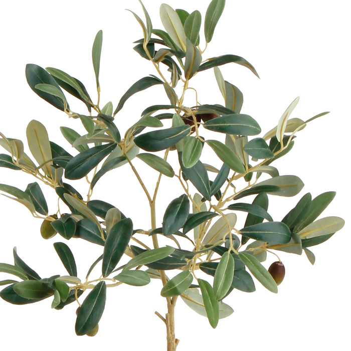 Potted Olive Tree | 19.5"