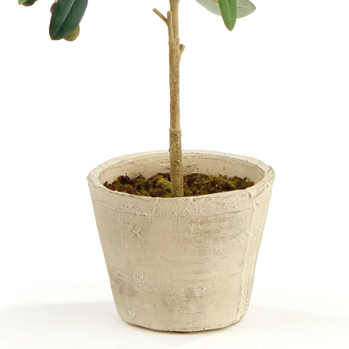 Potted Olive Tree | 19.5"