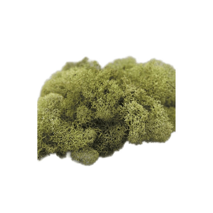 Preserved Woodland Moss