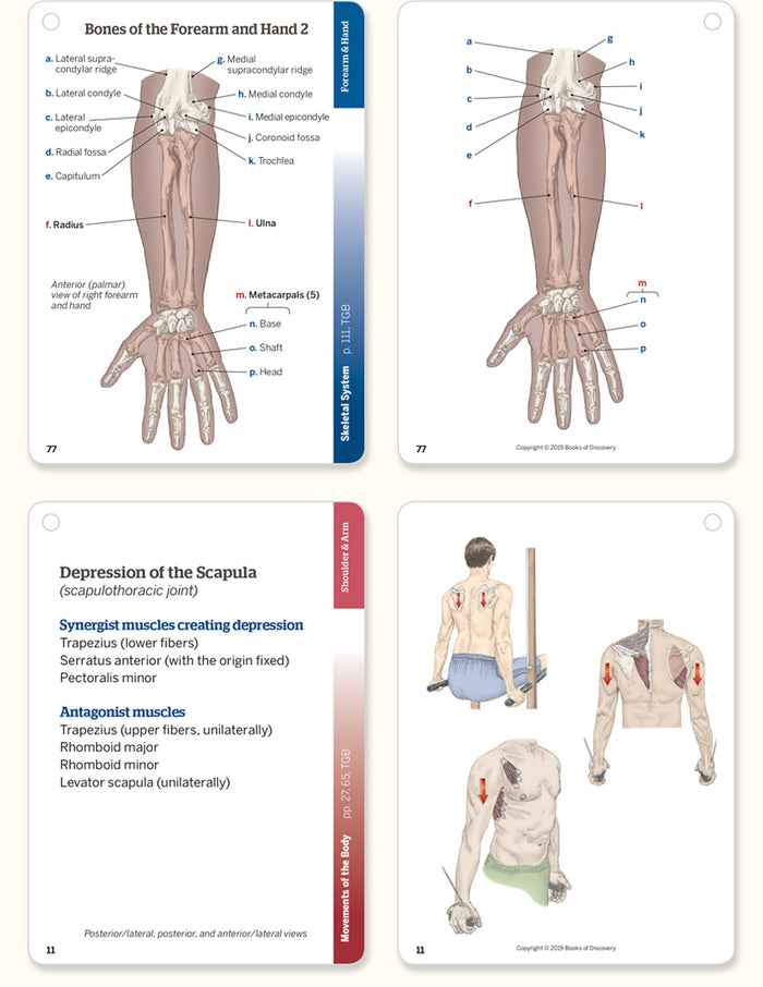 Trail Guide to the Body Flashcards, 6th Edition, Volume 1 (Open Box)