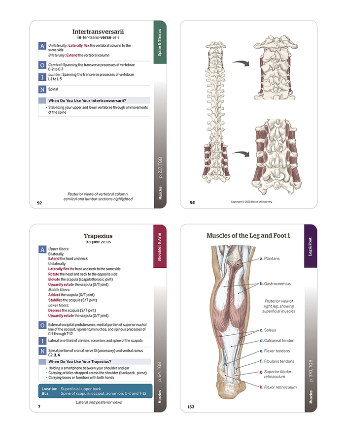 Trail Guide to the Body Flashcards Vol 2, 7th edition - Muscular System