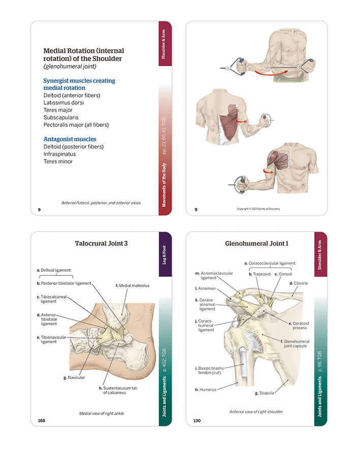 Trail Guide to the Body Flashcards Volume 1, 7th edition - Skeletal System