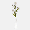 Wild Cosmos Stem