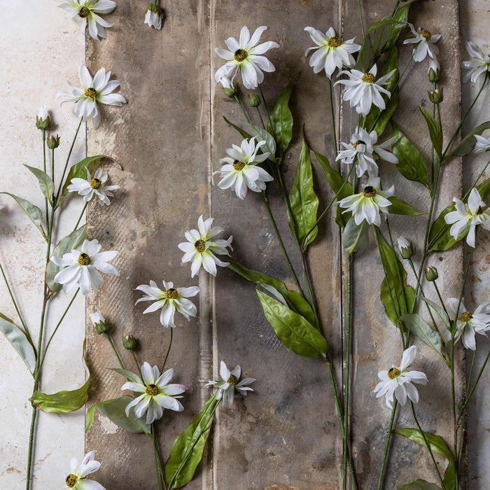 Wild Cosmos Stem